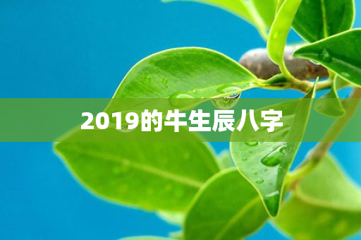 2019的牛生辰八字